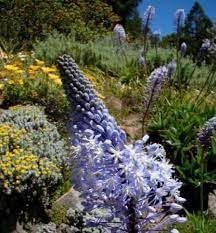 Merwilla Flower seeds for Planting - Seasonal Bloomer, Heirloom & GMO Free Seeds for Home Garden
 
 Sale seeds for home garden