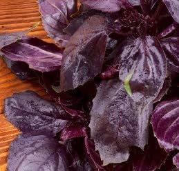 Purple Basil Plant Seeds For Planting Vegetable Seeds