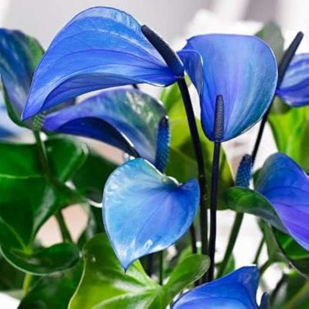 Blue Anthurium Plant Seeds Planting Exotic Blooms