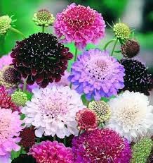 Heirloom Scabiosa Flower seeds for Planting Bright Blooms Heirloom & GMO Free Seeds for Home Garden 
 
 Sale for planting in home garden