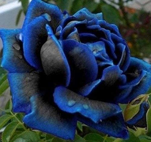 Purple Black Supreme Rose Flower seeds for Planting - Compact Growth, Heirloom & GMO Free Seeds for Home Garden
 
 Sale seeds for planting in home garden