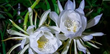 Silver Epiphyllum Flower seeds for Planting - Pollinator Friendly, Heirloom & GMO Free Seeds for Home Garden
 
 Sale for planting in home garden