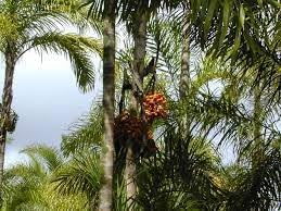 Bactris Gasipaes Seeds For Planting