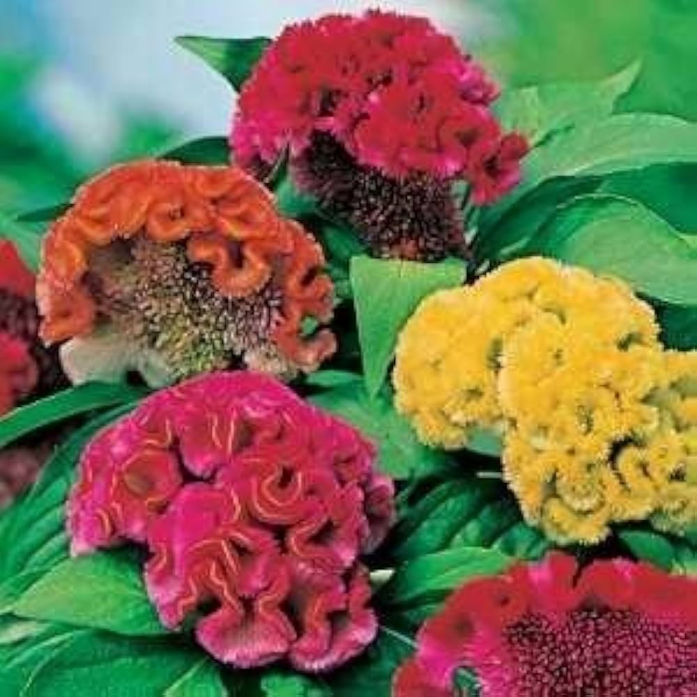 Mixed Cockscomb Celosia argentea for planting in flower bed