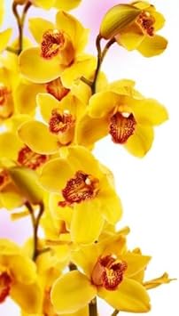 Dark Yellow Orchid Flower Seeds For Easy Planting