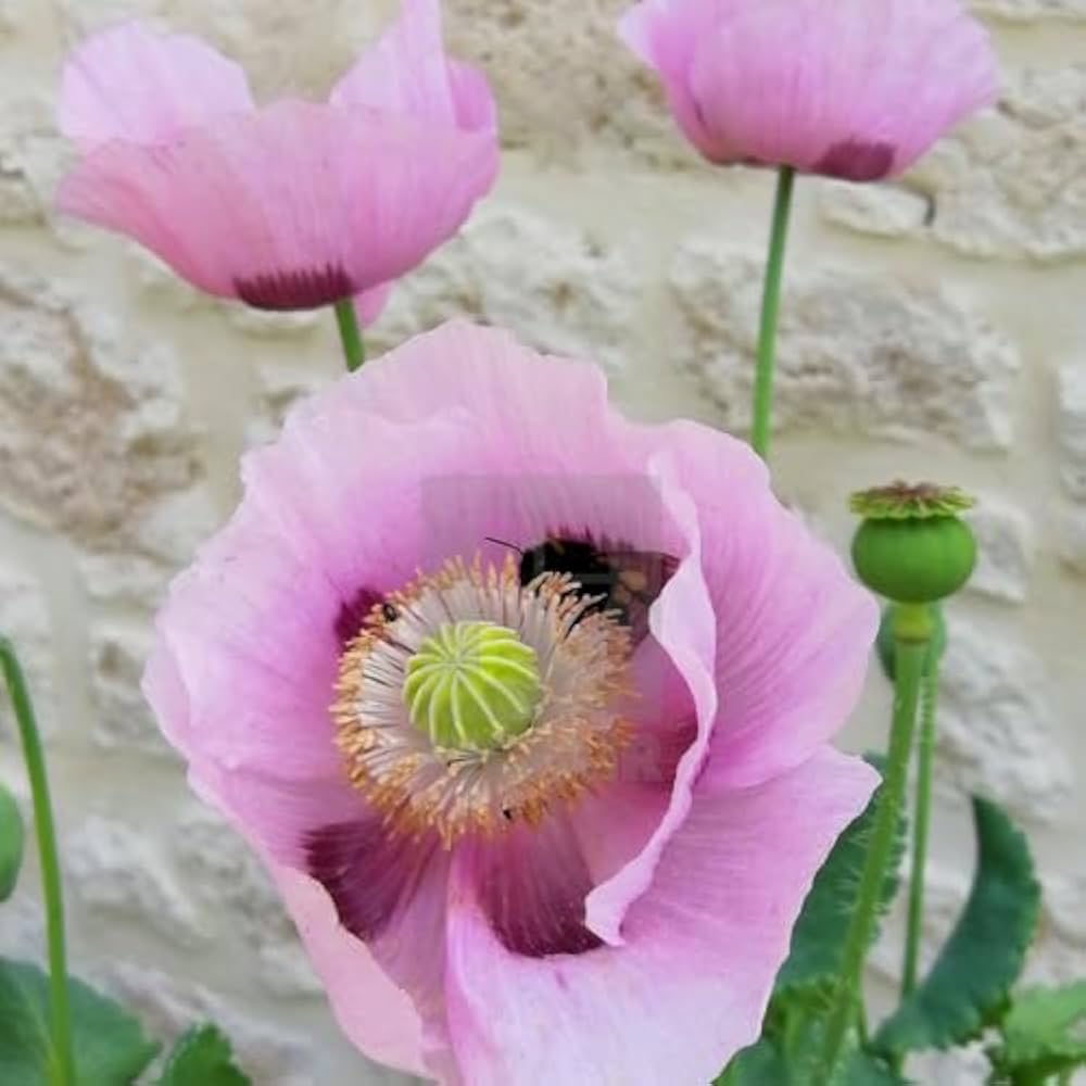 Pink Poppy Papaver Rhoeas Seeds for planting in flower bed