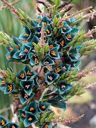 Puya Alpestris Flower Puya alpestris for planting in exotic garden