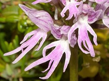 Orchis Italica Flower seeds for Planting - Compact Growth, Heirloom & GMO Free Seeds for Home Garden
 
 Sale seeds for home garden