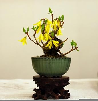 Yellow Simsii Bonsai Planting Seeds