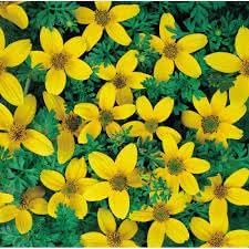 Bidens Golden Eye Flower seeds for Planting Hardy Variety Heirloom & GMO Free Seeds for Home Garden 
 
 Sale for planting in home garden