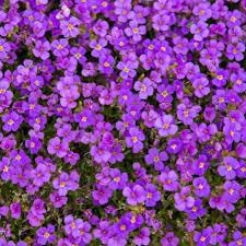 Aubrieta Deltoidea Flower Seeds For Planting