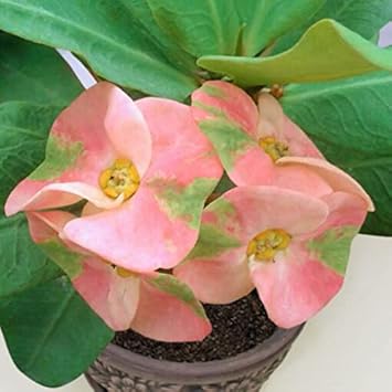 Pink Green Euphorbia Milii Flower seeds for Planting - Seasonal Bloomer, Heirloom & GMO Free Seeds for Home Garden
 
 Sale for planting in home garden.