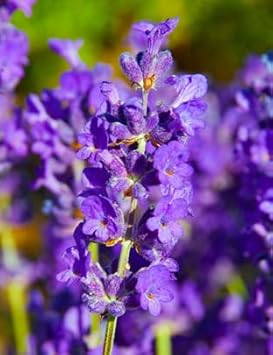 Violet Lavender Flower seeds for Planting - Bright Blooms, Heirloom & GMO Free Seeds for Home Garden
 
 Sale for planting in home garden.