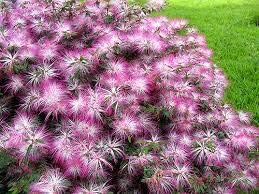 Yellow Gardenia Flower Seeds for Planting Bright Blooms Heirloom & GMO Free Seeds for Home Garden
 
 Sale for planting in home garden