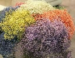 Purple Yellow Fuchsia Flower Seeds for Planting Easy to Grow Heirloom & GMO Free Seeds for Home Garden
 
 Sale for planting in home garden