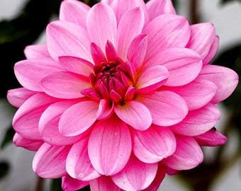 Green Carnosa Flower Seeds for Planting Low Maintenance Heirloom & GMO Free Seeds for Home Garden
 
 Sale for planting in home garden