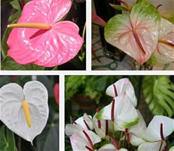 MultiColour Aster Flower Seeds for Planting Seasonal Bloomer Heirloom & GMO Free Seeds for Home Garden
 
 Sale for planting in home garden