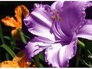 Amaryllis Barbados Lily Flower Seeds for Stunning Garden Blooms