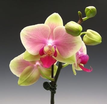 Black Orange Hibiscus Flower Seeds for Planting Pollinator Friendly Heirloom & GMO Free Seeds for Home Garden
 
 Sale for planting in home garden