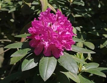 Purple Rhododendron Flower seeds for Planting - Garden Favorite, Heirloom & GMO Free Seeds for Home Garden
 
 Sale for planting in home garden