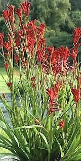 Kangaroo Paw Flower seeds for Planting - Long Bloom Season, Heirloom & GMO Free Seeds for Home Garden
 
 Sale seeds for home garden