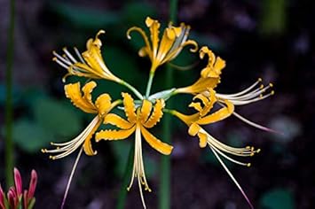 Blue Narcissus Flower Seeds for Planting Compact Growth Heirloom & GMO Free Seeds for Home Garden
 
 Sale for planting in home garden