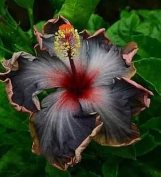 White Hemerocallis Flower Seeds for Planting Wildflower Mix Heirloom & GMO Free Seeds for Home Garden
 
 Sale for planting in home garden