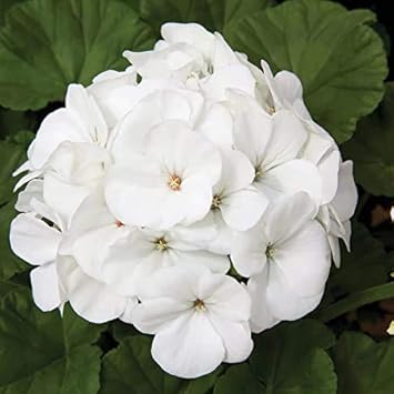 White Geranium Pelargonium Flower seeds for Planting - Drought Tolerant, Heirloom & GMO Free Seeds for Home Garden
 
 Sale for planting in home garden