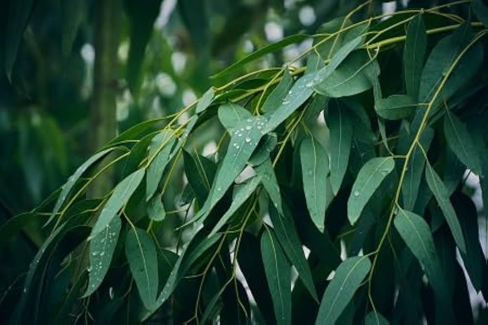 Army Green Eucalyptus Seeds For Fragrant Planting Plant Seeds