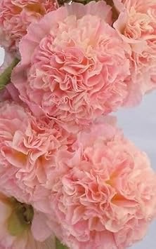 Pale Pink Hollyhock Flower seeds for Planting - Long Bloom Season, Heirloom & GMO Free Seeds for Home Garden
 
 Sale for planting in home garden.