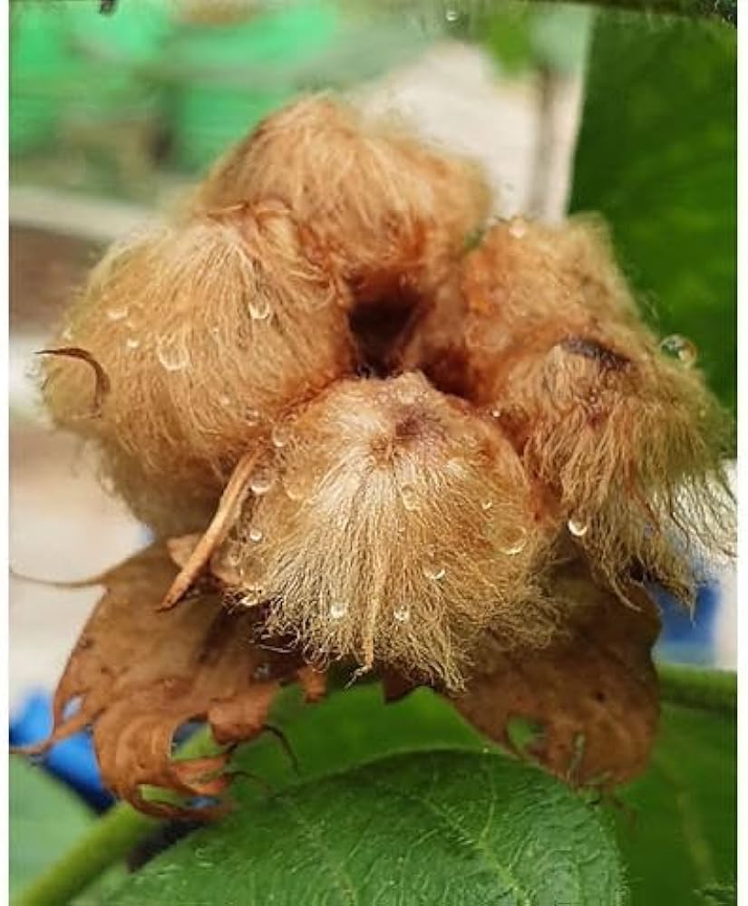 Shades of Brown Flower Seeds TST114