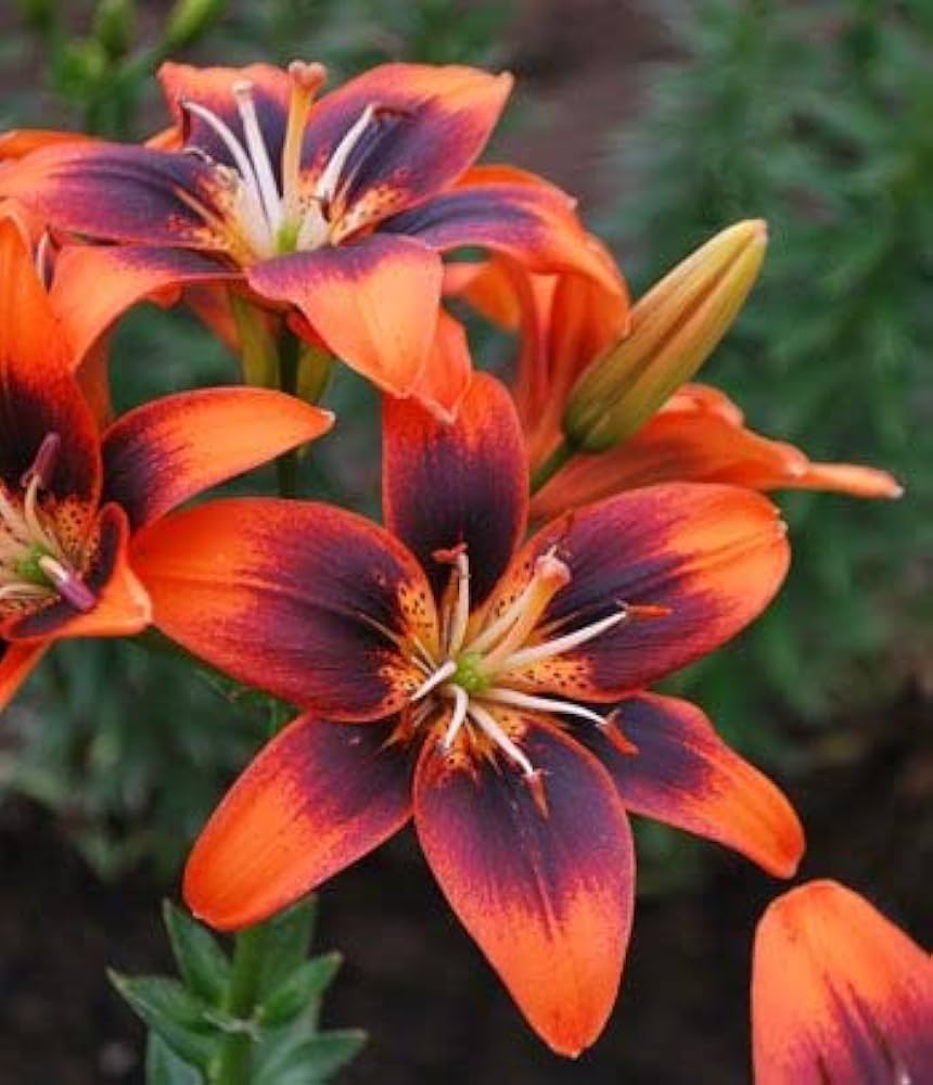 Blue Heart Lily Crinum spp. Seeds for planting in flower bed