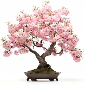 Japanese Cherry Blossom Prunus serrulata for planting in garden
