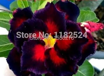 Sky (Sky Blue) seeds for planting in home garden