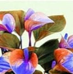 Anthurium Orange Blue Flower seeds for Planting - Pollinator Friendly, Heirloom & GMO Free Seeds for Home Garden
 
 Sale seeds for home garden