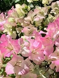 Light Pink Bougainvillea Seeds For Planting - Grow Beautiful Soft Bougainvilleas