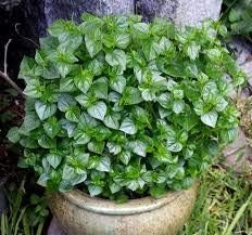 Peperomia Pellucida Rau Cang Cua Flower seeds for Planting - Fragrant Blossoms, Heirloom & GMO Free Seeds for Home Garden
 
 Sale seeds for home garden