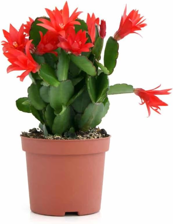 Red Schlumbergera Flower seeds for Planting Hardy Variety Heirloom & GMO Free Seeds for Home Garden 
 
 Sale for planting in home garden