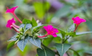 Rainbow Dragon Coleus for Planting Colorful Display Heirloom & GMO Free Seeds for Home Garden
 
 Sale for planting in home garden