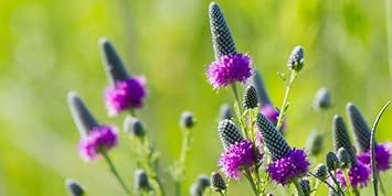 Planting Dalea Purpurea Seeds For Stunning Purple Flowers Flower