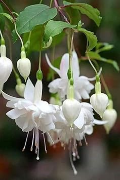 Green White Phalaenopsis Flower Seeds for Planting Hardy Variety Heirloom & GMO Free Seeds for Home Garden
 
 Sale for planting in home garden