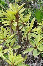 Green Euphorbia Duranii Flower seeds for Planting - Compact Growth, Heirloom & GMO Free Seeds for Home Garden
 
 Sale seeds for home garden