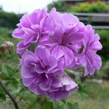 Lavender Geraniums Flower seeds for Planting Drought Tolerant Heirloom & GMO Free Seeds for Home Garden 
 
 Sale seeds for home garden planting