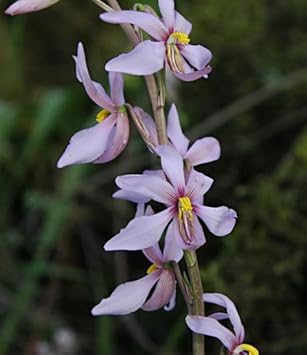 Cyanella Flower seeds for Planting Perfect for Borders Heirloom & GMO Free Seeds for Home Garden 
 
 Sale seeds for home garden planting