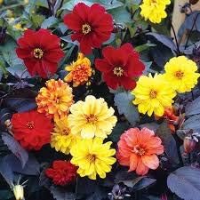 Maroon Red Fuchsia Flower Seeds for Planting Cottage Garden Essential Heirloom & GMO Free Seeds for Home Garden
 
 Sale for planting in home garden