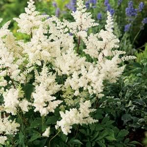 Elegant Astilbe Flower Seeds For Planting