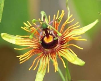 Yellow Passion Flower seeds for Planting - Perfect for Borders, Heirloom & GMO Free Seeds for Home Garden
 
 Sale for planting in home garden
