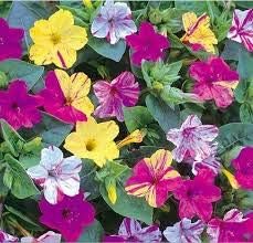 Red Blue Passiflora Flower Seeds for Planting Premium Quality Heirloom & GMO Free Seeds for Home Garden
 
 Sale for planting in home garden