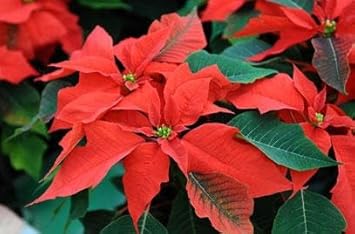 Poinsettia Flower seeds for Planting - Bright Blooms, Heirloom & GMO Free Seeds for Home Garden
 
 Sale seeds for home garden