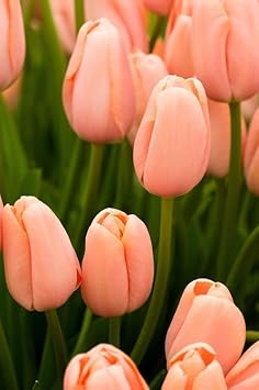 Peach Tulip Flower Seeds For Planting